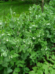 St. Patty's Day is the traditional pea-planting date.