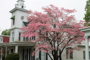 Despite their troubles, dogwoods put on a pretty good spring show.