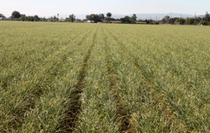 Here's a field of garlic growing near Gilroy, Calif.